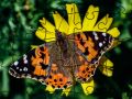 Gra Puzzle: Wiosna w Internecie