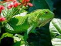 Gra Dzika Iguana w Internecie