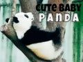 Gra Słodki mały panda w Internecie