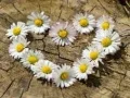 Gra Puzzle "Serce stokrotki" w Internecie Gra Puzzle "Serce stokrotki" w Internecie