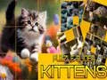 Gra Puzzle Ślizgające Kociaki w Internecie