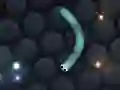 Gra Slither.io w Internecie
