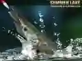 Gra Letnie Jezioro w Internecie