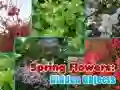 Gra Wiosenne Kwiaty: Ukryte Obiekty w Internecie Gra Wiosenne Kwiaty: Ukryte Obiekty w Internecie