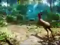 Gra Myśliwy 3D w Internecie Gra Myśliwy 3D w Internecie