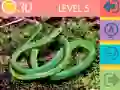 Gra Quiz 15 Obrazków w Internecie