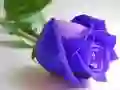 Gra Niebieskie róże w Internecie Gra Niebieskie róże w Internecie