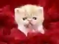 Gra Zabawny Kotek w Internecie Gra Zabawny Kotek w Internecie