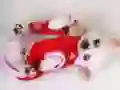 Gra Uroczy Szczeniak Zjeżdżalnia w Internecie