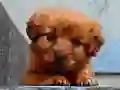 Gra Puzzle Szczeniaka w Internecie