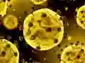 Gra Zjazd Koronawirusa w Internecie Gra Zjazd Koronawirusa w Internecie