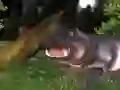 Gra Polowanie na dzikie hipopotamy w Internecie