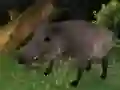 Gra Polowanie na dziki w Internecie