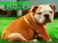Gra Puzzle z szczeniakiem buldoga w Internecie Gra Puzzle z szczeniakiem buldoga w Internecie