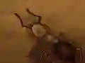Gra Uratuj okruszek w Internecie Gra Uratuj okruszek w Internecie