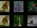 Gra Zapamiętaj ptaki w Internecie Gra Zapamiętaj ptaki w Internecie