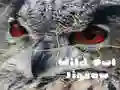 Gra Dzikie Sowy Puzzle w Internecie Gra Dzikie Sowy Puzzle w Internecie