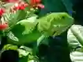 Gra Dzika Iguana w Internecie