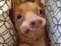 Gra Jakim psem memowym jesteś? w Internecie