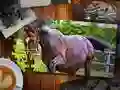 Gra Edycja Puzzle Konie w Internecie Gra Edycja Puzzle Konie w Internecie