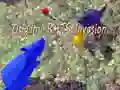 Gra Inwazja Origami Szczurów w Internecie Gra Inwazja Origami Szczurów w Internecie