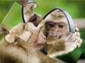 Gra Układanka z Szympanza w Internecie